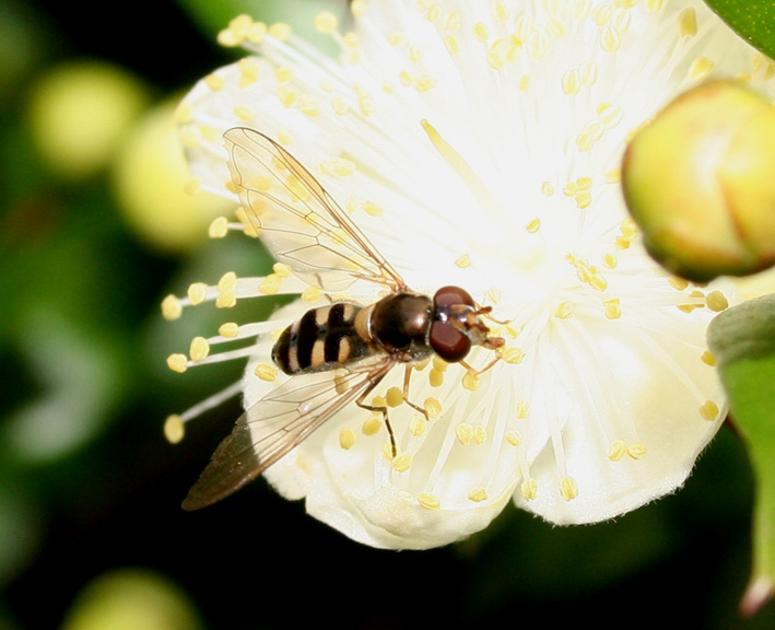 Episyrphus (Meliscaeva) auricollis: Dittero Syrphidae.